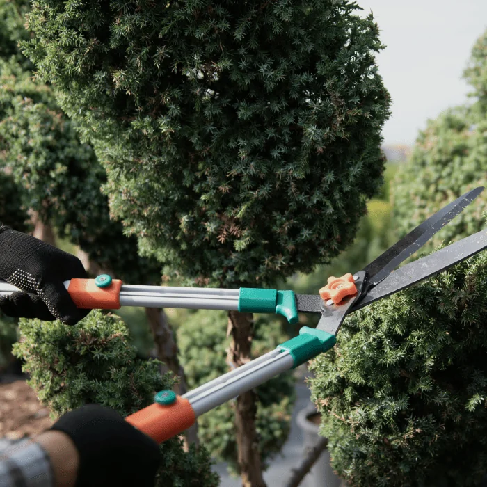 Heckenschere beim Formschnitt einer Hecke