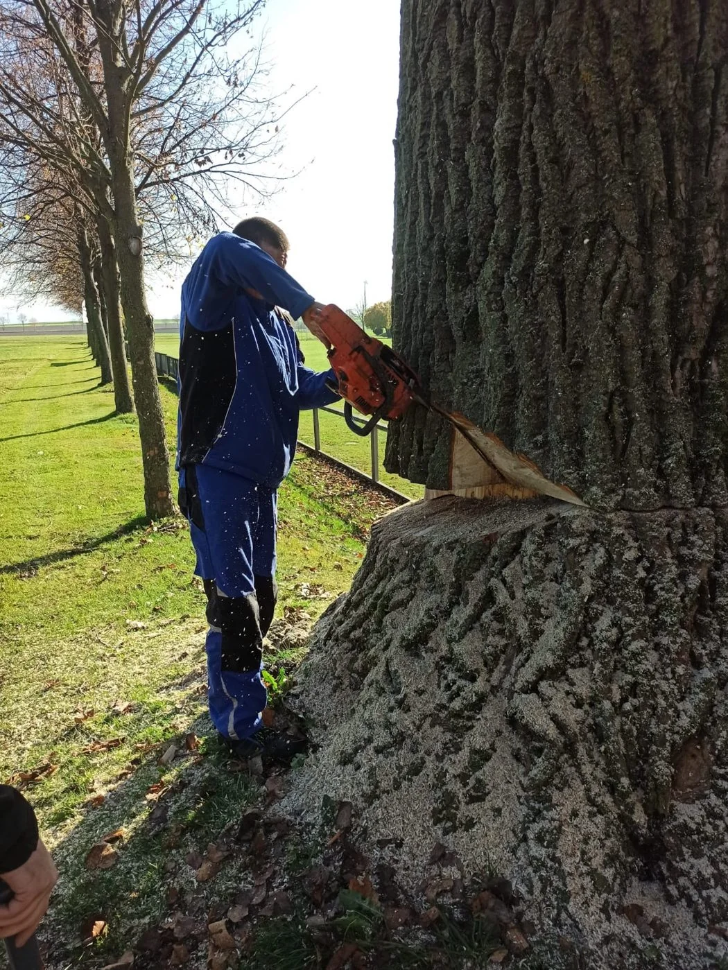 Mitarbeiter setzt mit der Motorsäge den Fällschnitt an einem großen Baum